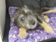 Zoe