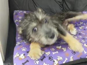 Cachorro raça SRD-ViraLata idade 2 a 6 meses nome Zoe