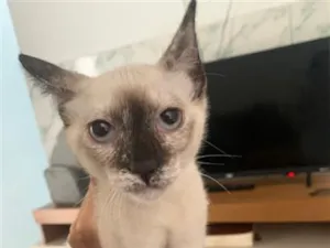 Gato raça Siamês idade Abaixo de 2 meses nome Cristal