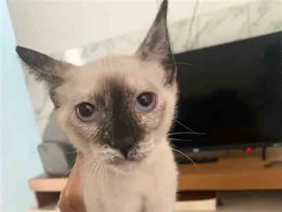 Gato raça Siamês idade Abaixo de 2 meses nome Cristal