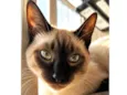 Kiko
