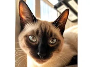 Gato raça Siamês idade 2 a 6 meses nome Kiko
