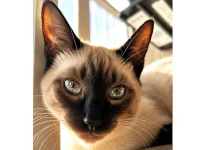 Gato raça Siamês idade 2 a 6 meses nome Kiko