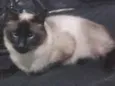 Ellie