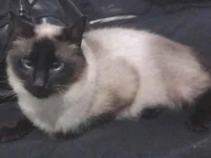 Gato raça Siamês idade 1 ano nome Ellie