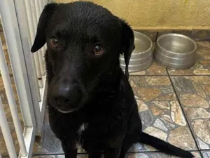 Cachorro raça SRD-ViraLata idade 4 anos nome Snoopy