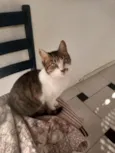 Cléo 