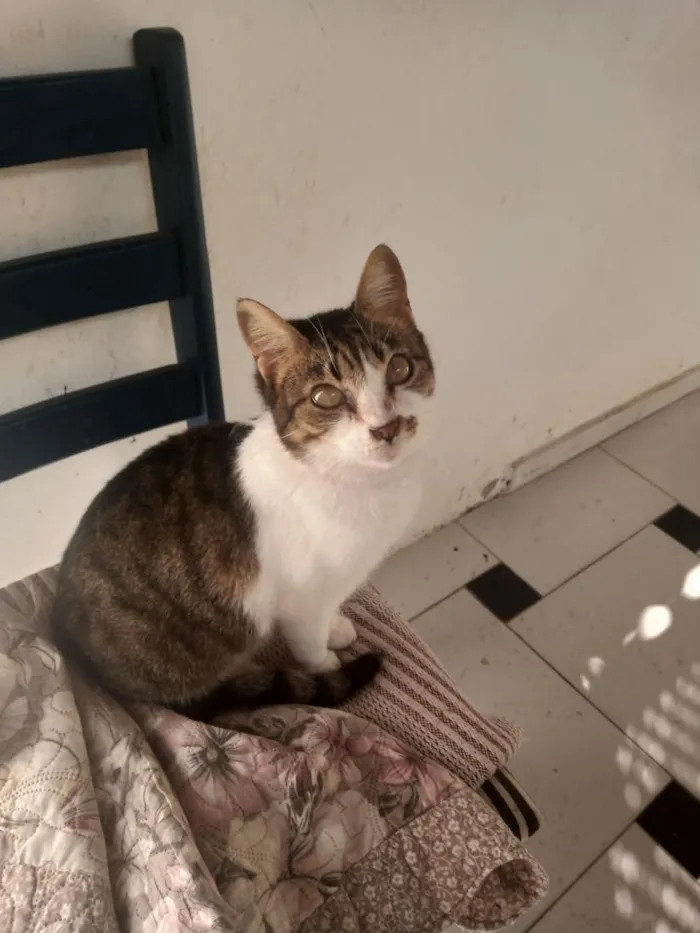 Gato raça SRD-ViraLata idade 2 anos nome Cléo 