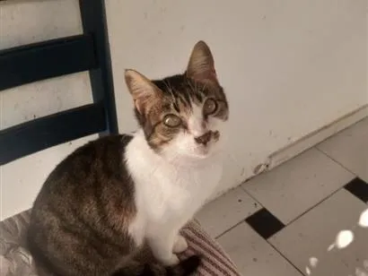 Gato raça SRD-ViraLata idade 2 anos nome Cléo 