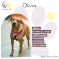 Olivia