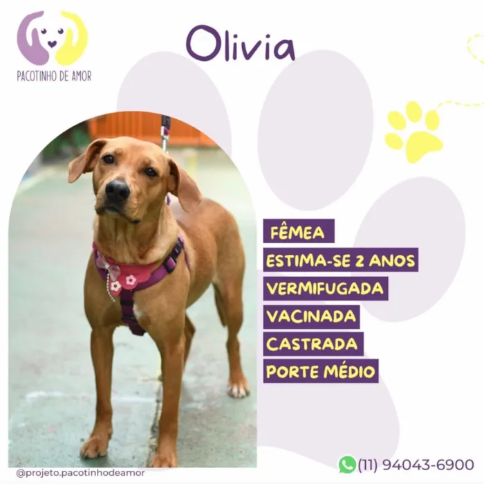 Cachorro raça SRD-ViraLata idade 2 anos nome Olivia