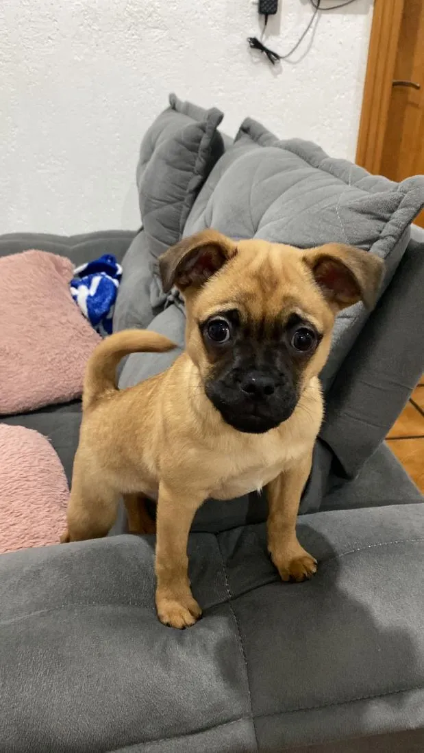 Cachorro raça SRD-ViraLata idade 2 a 6 meses nome Baruck