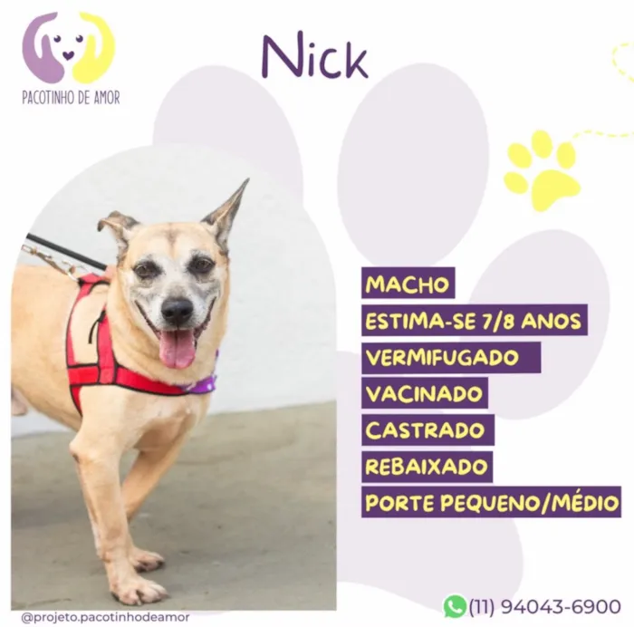 Cachorro raça SRD-ViraLata idade 6 ou mais anos nome Nick