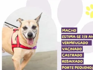 Cachorro raça SRD-ViraLata idade 6 ou mais anos nome Nick