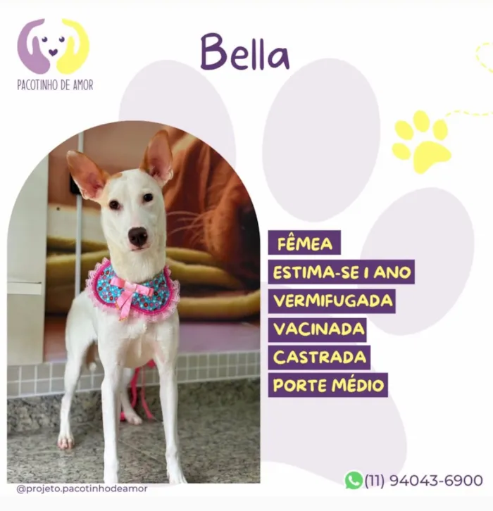 Cachorro raça SRD-ViraLata idade 1 ano nome Bella