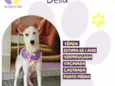 Bella