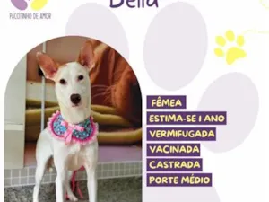 Cachorro raça SRD-ViraLata idade 1 ano nome Bella