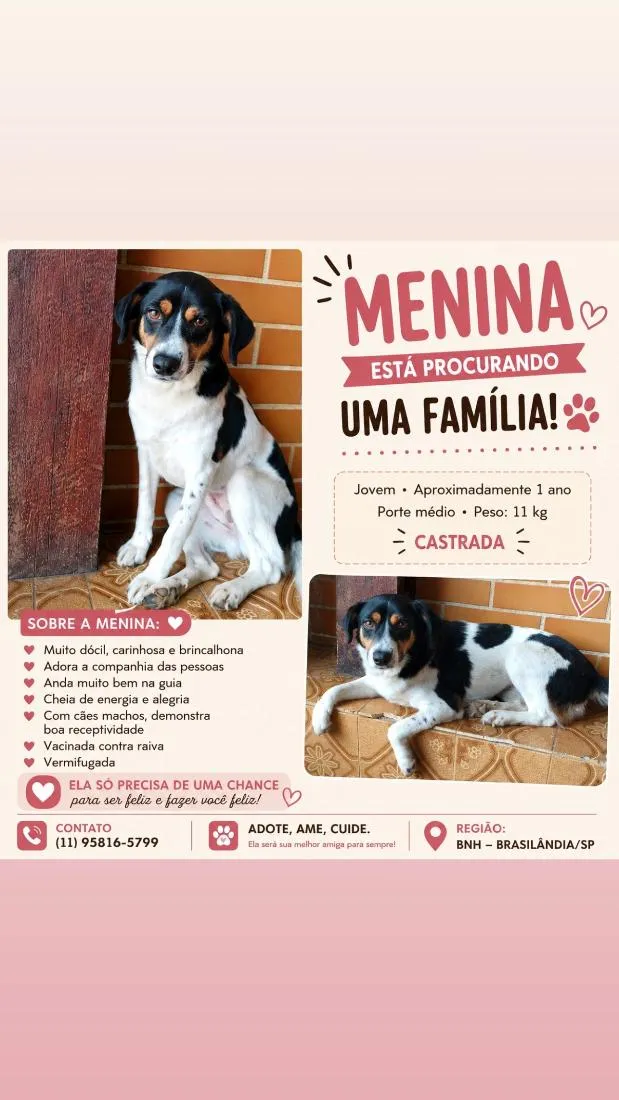 Cachorro raça SRD-ViraLata idade 1 ano nome Menina