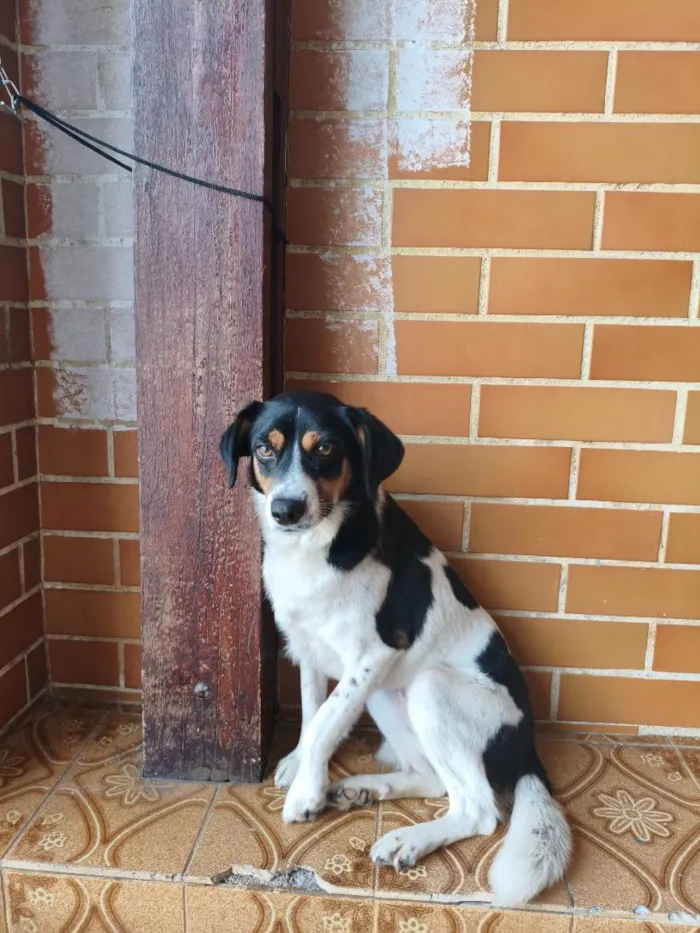 Cachorro raça SRD-ViraLata idade 1 ano nome Menina