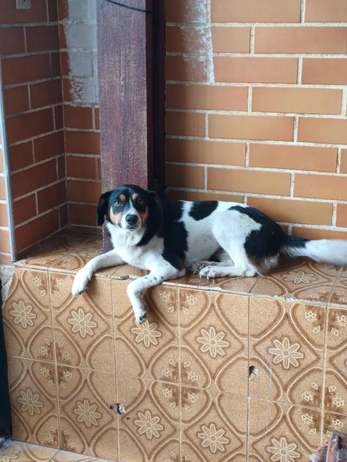 Cachorro raça SRD-ViraLata idade 1 ano nome Menina