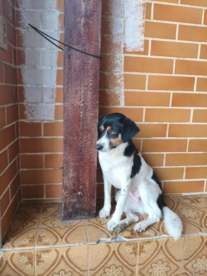 Cachorro raça SRD-ViraLata idade 1 ano nome Menina