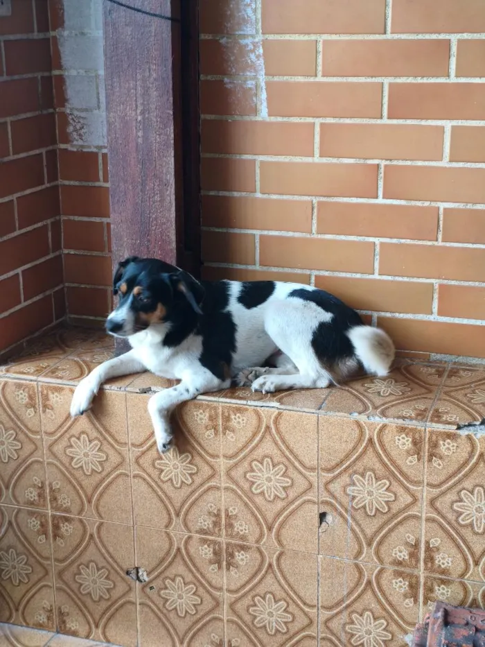 Cachorro raça SRD-ViraLata idade 1 ano nome Menina