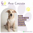 Ana Castela