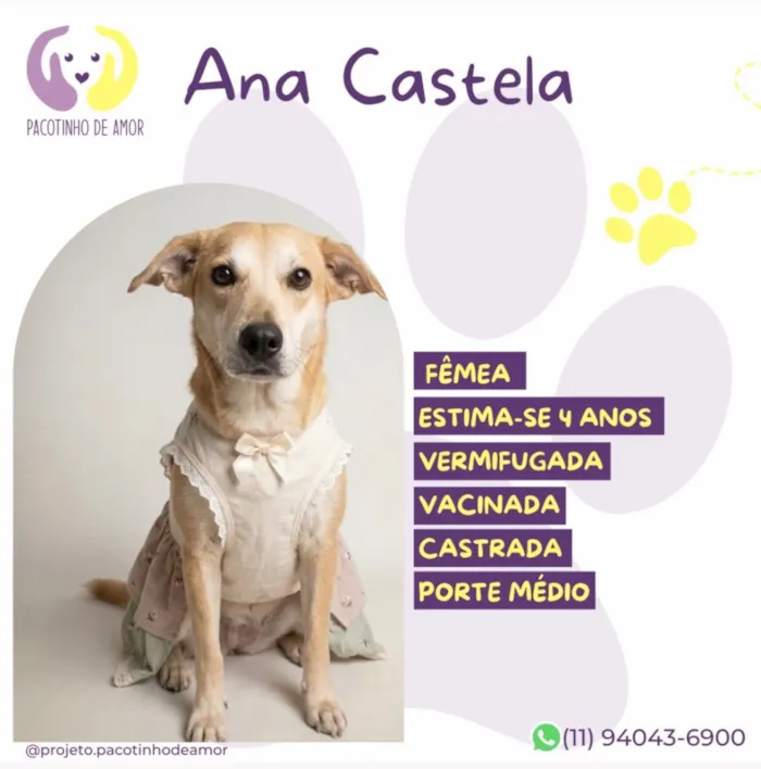 Cachorro raça SRD-ViraLata idade 4 anos nome Ana Castela