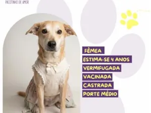 Cachorro raça SRD-ViraLata idade 4 anos nome Ana Castela