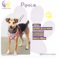 Pipoca