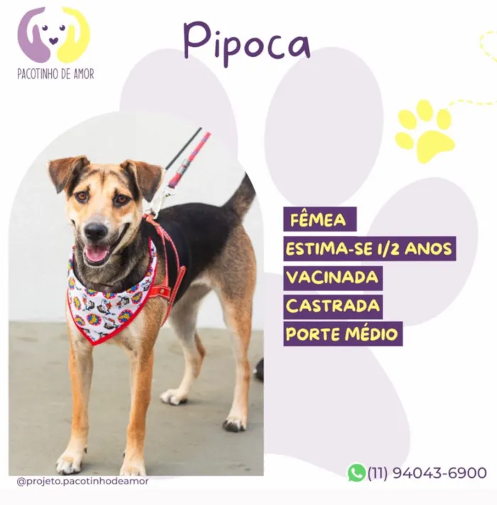 Cachorro raça SRD-ViraLata idade 2 anos nome Pipoca
