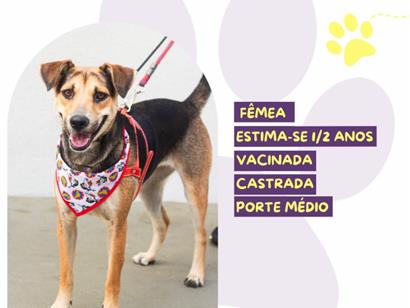 Pipoca - São Paulo