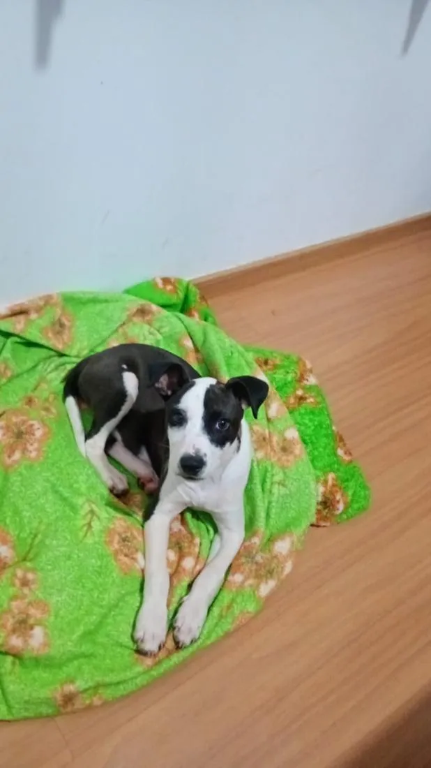 Cachorro raça SRD-ViraLata idade 2 a 6 meses nome Stella
