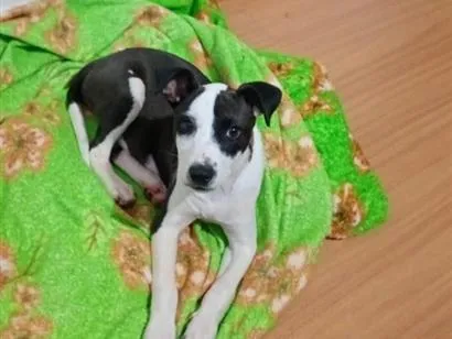 Cachorro raça SRD-ViraLata idade 2 a 6 meses nome Stella