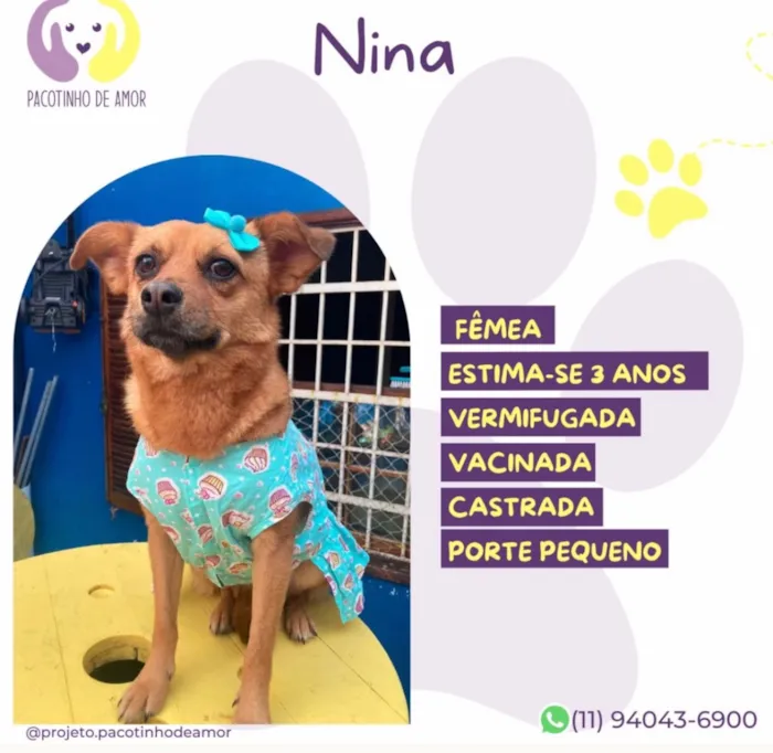 Cachorro raça SRD-ViraLata idade 3 anos nome Nina