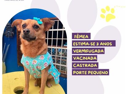 Nina - São Paulo