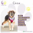Chita