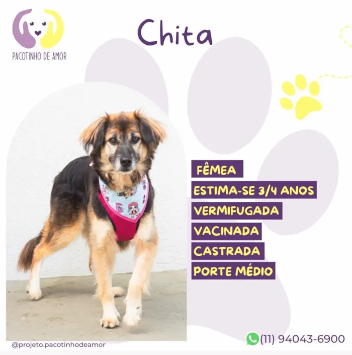 Cachorro raça SRD-ViraLata idade 4 anos nome Chita