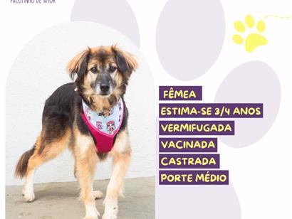 Chita - São Paulo
