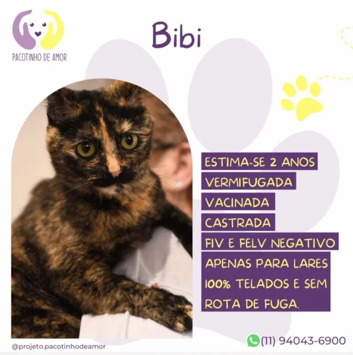 Gato raça SRD-ViraLata idade 2 anos nome Bibi
