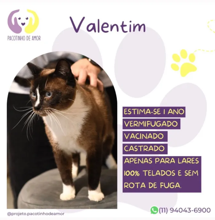 Gato raça SRD-ViraLata idade 1 ano nome Valentim