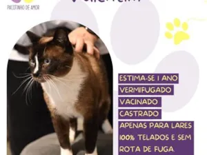 Gato raça SRD-ViraLata idade 1 ano nome Valentim