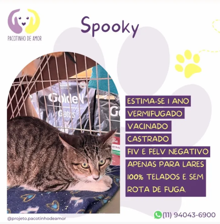 Gato raça SRD-ViraLata idade 1 ano nome Spooky