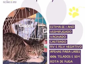 Gato raça SRD-ViraLata idade 1 ano nome Spooky