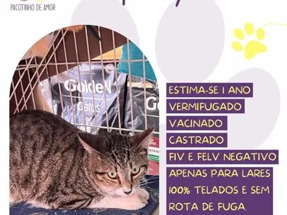 Gato raça SRD-ViraLata idade 1 ano nome Spooky