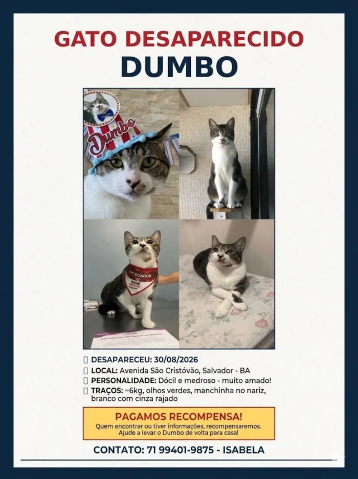 Gato raça SRD-ViraLata idade 3 anos nome Dumbo