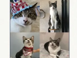Gato raça SRD-ViraLata idade 3 anos nome Dumbo