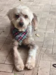 Fofinho