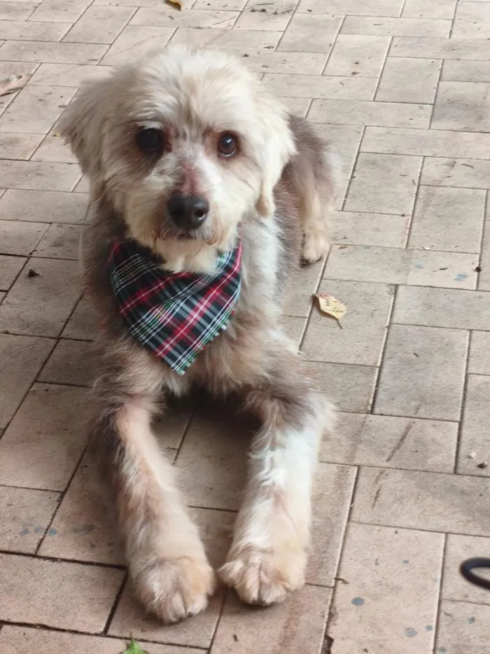 Cachorro raça SRD-ViraLata idade 5 anos nome Fofinho