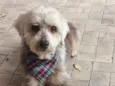 Fofinho